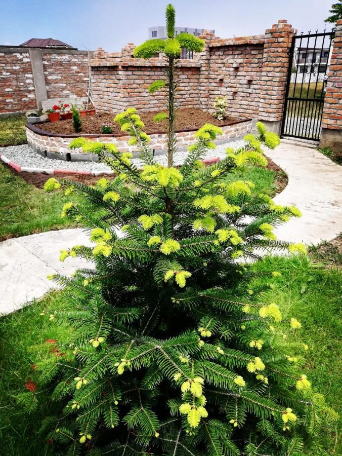 מלון Năvodari Casa Alba מראה חיצוני תמונה